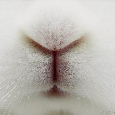 springitme allergies